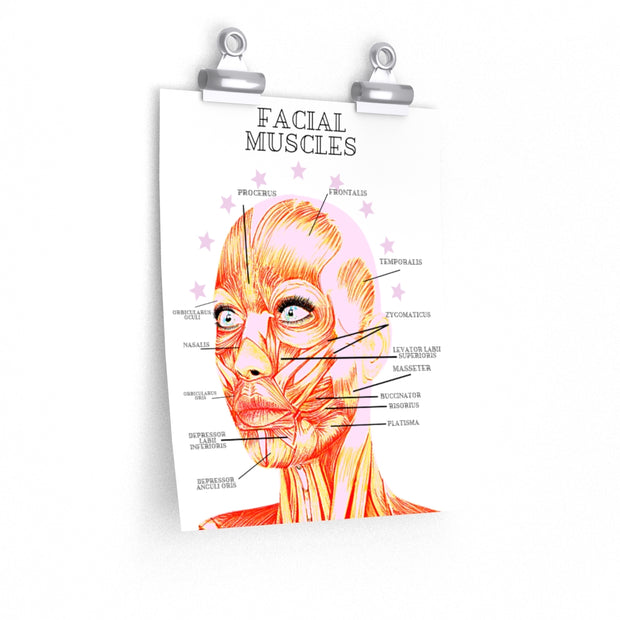 The Estie Bestie Facial Muscles Poster
